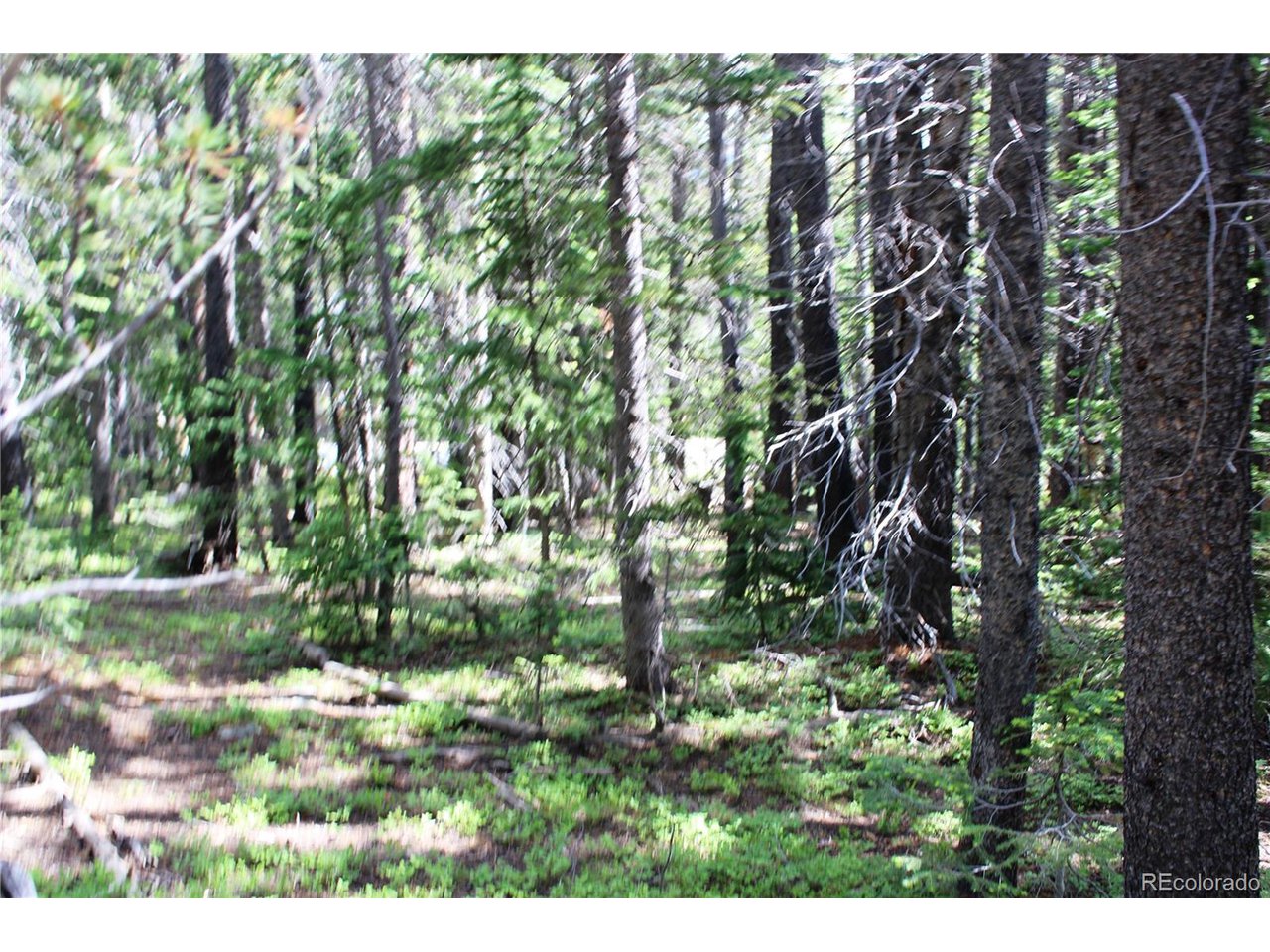 209 Upper Forest Road Idaho Springs, CO 80452 - Photo 9 of 24