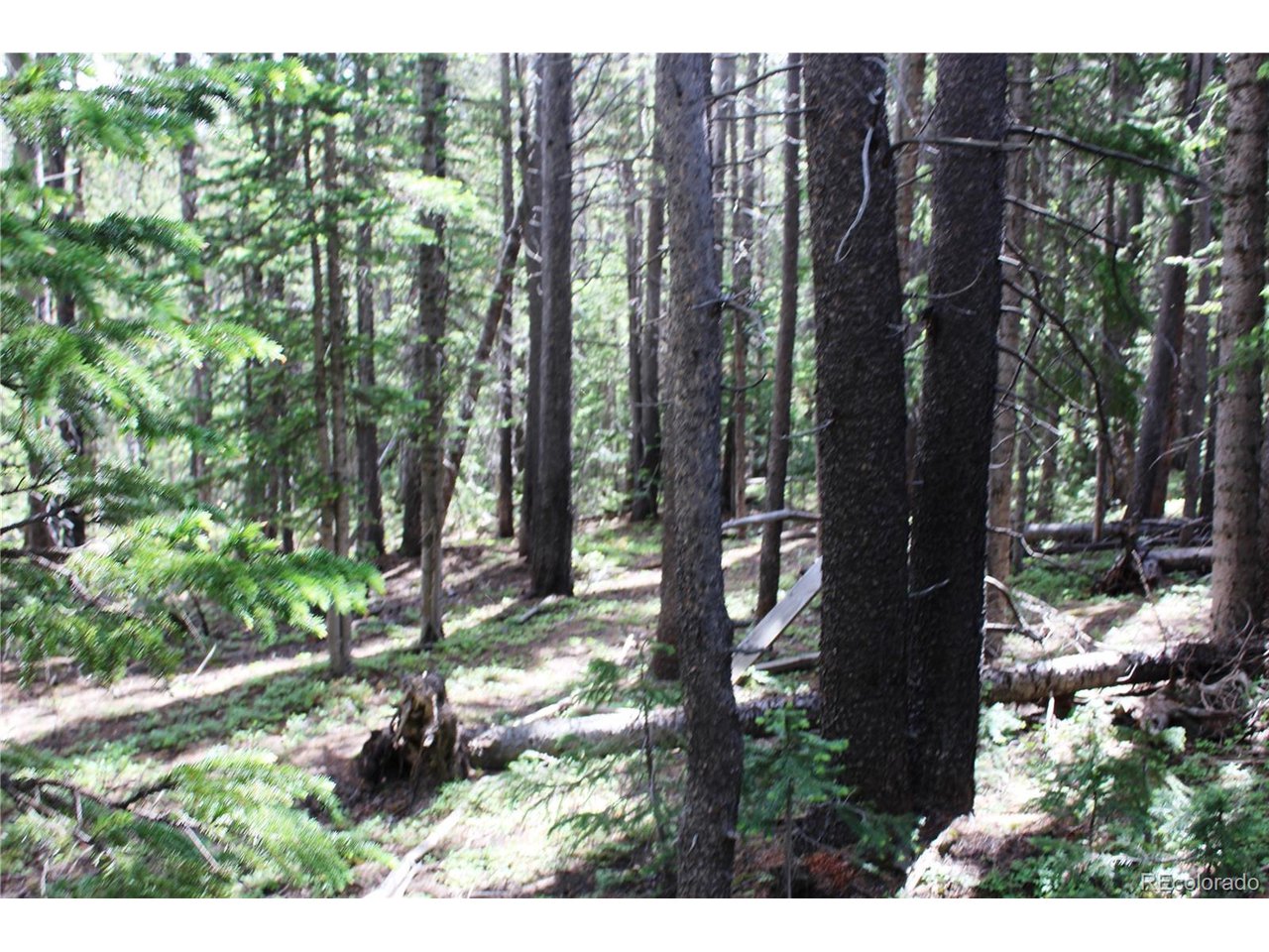209 Upper Forest Road Idaho Springs, CO 80452 - Photo 10 of 24