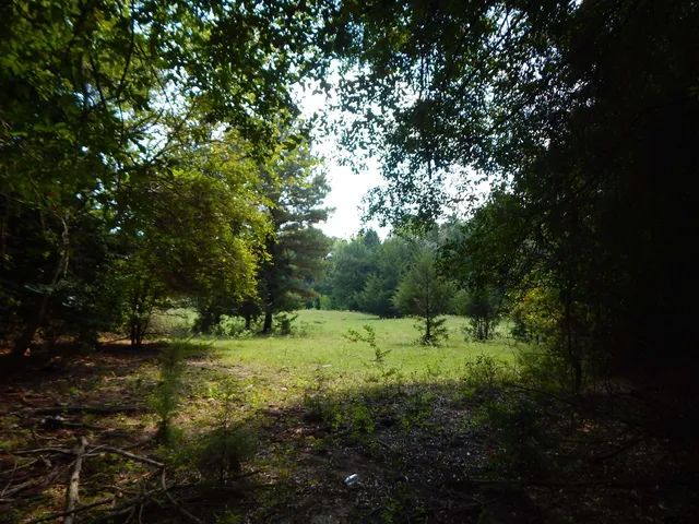 a view of a yard with a tree