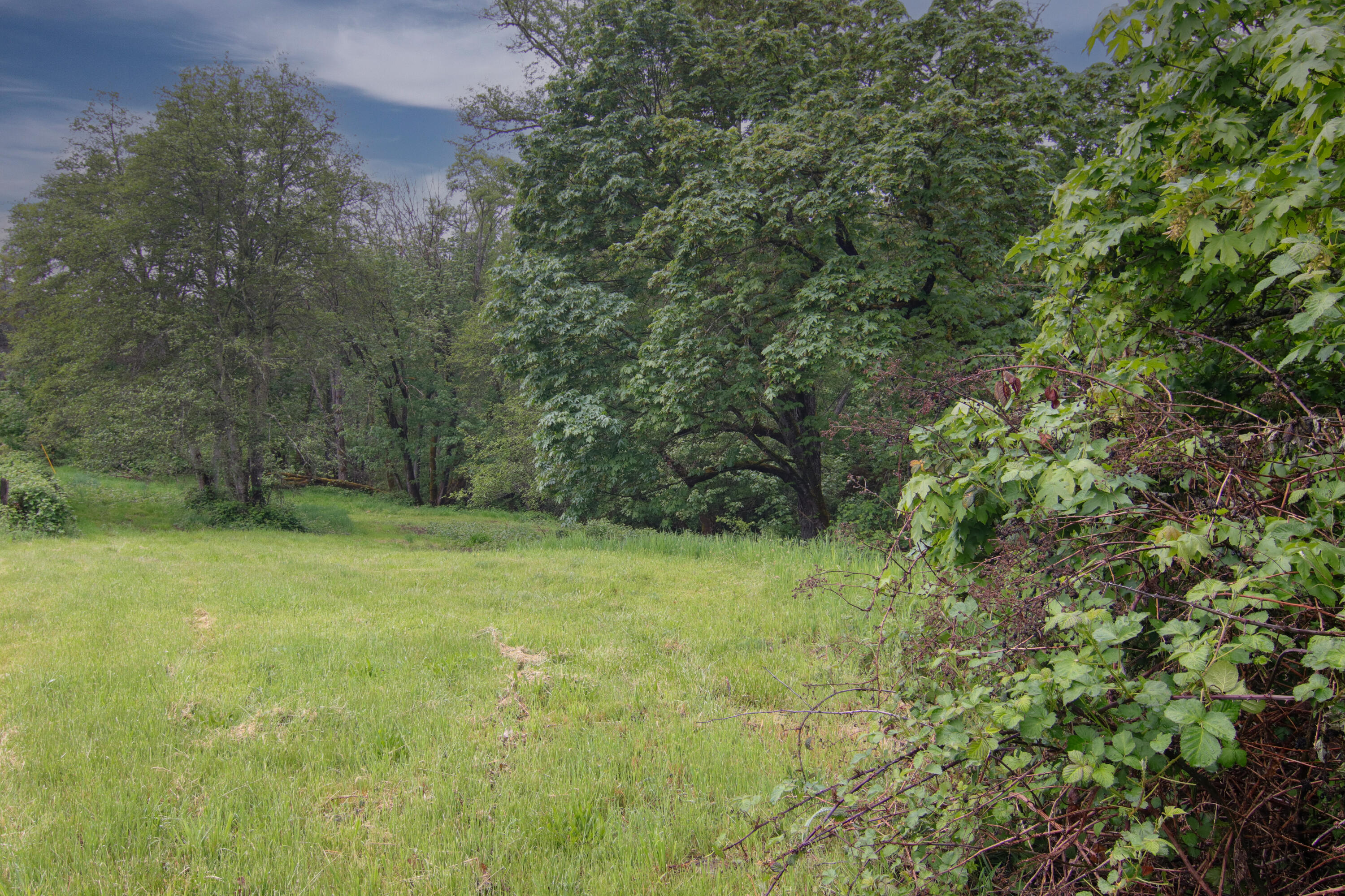 2661 Wards Creek Road Rogue River, OR 97537 - Photo 10 of 15 a view of a yard with a tree