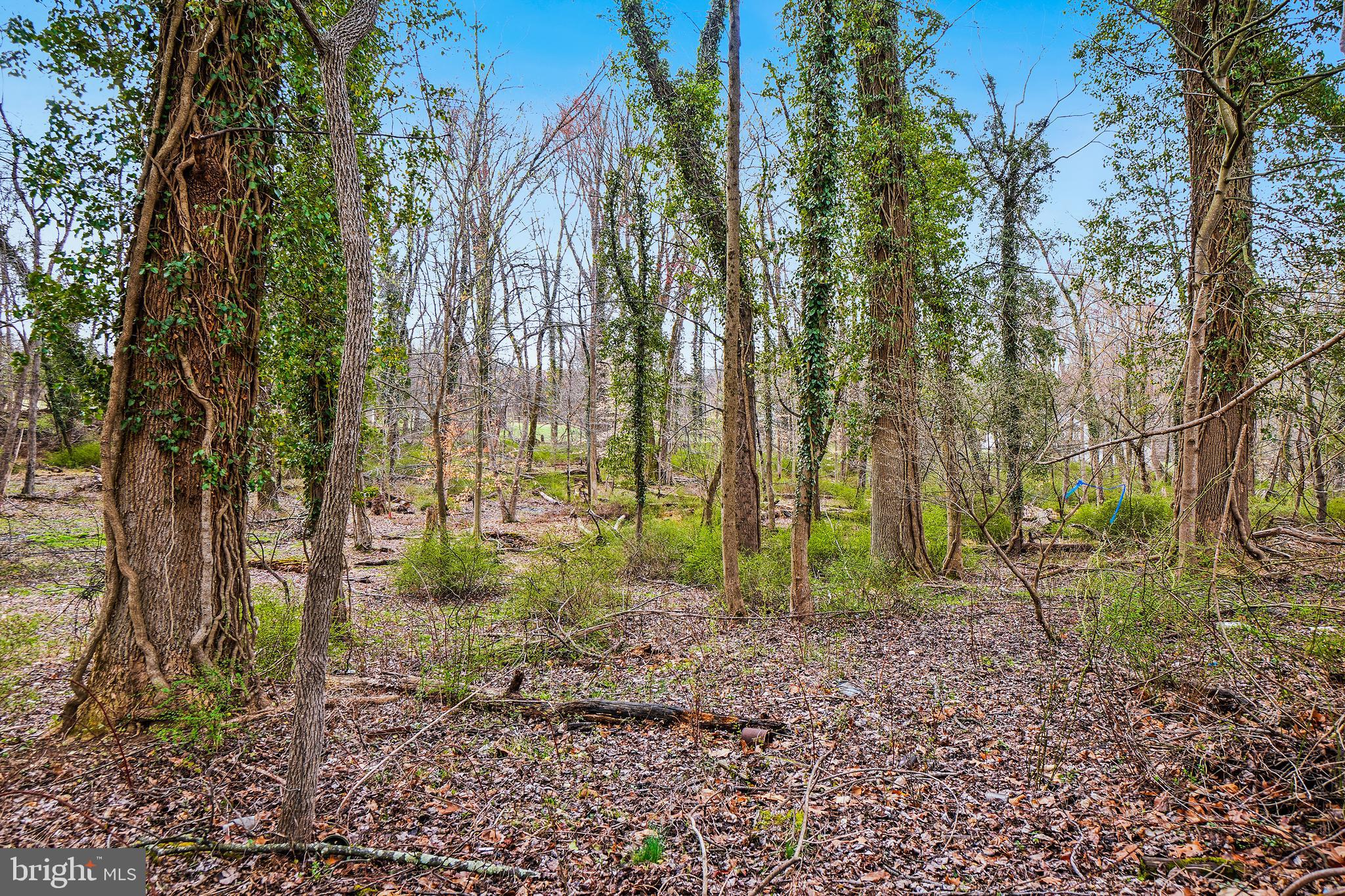 18465 Brooke Road Sandy Spring, MD 20860 - Photo 19 of 24 a backyard of a house with lots of plants and large trees