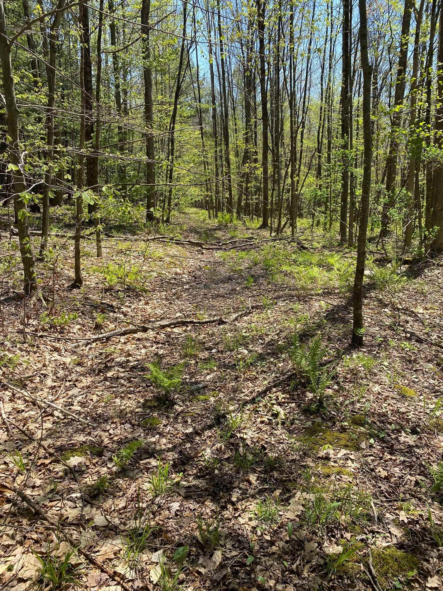 0 East Road Tinmouth, VT 05773 - Photo 14 of 34