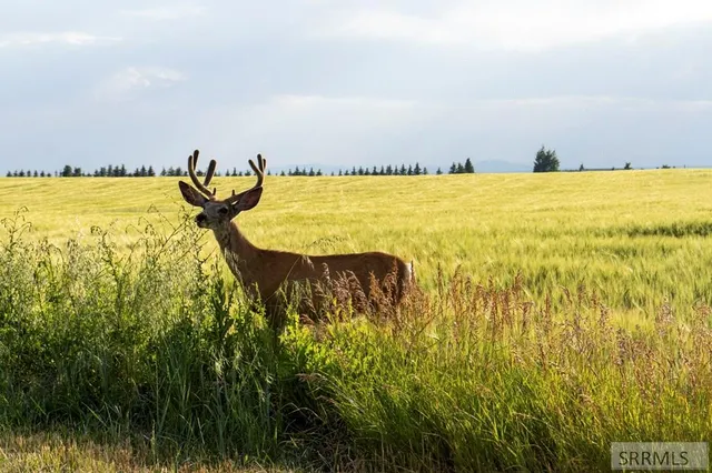 $1,450,000 | 1400 East 1400 North, Ashton, ID 83420