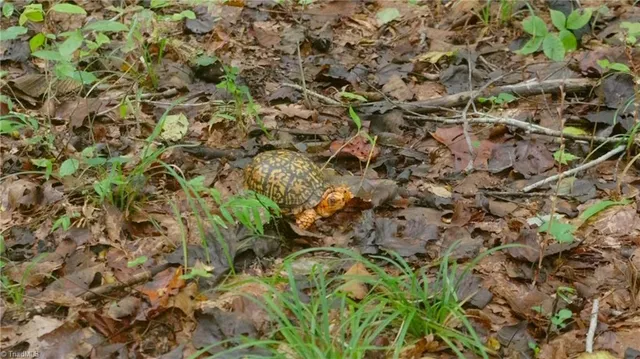 $163,900 | 1582 Seven Island Road, Danbury, NC 27016