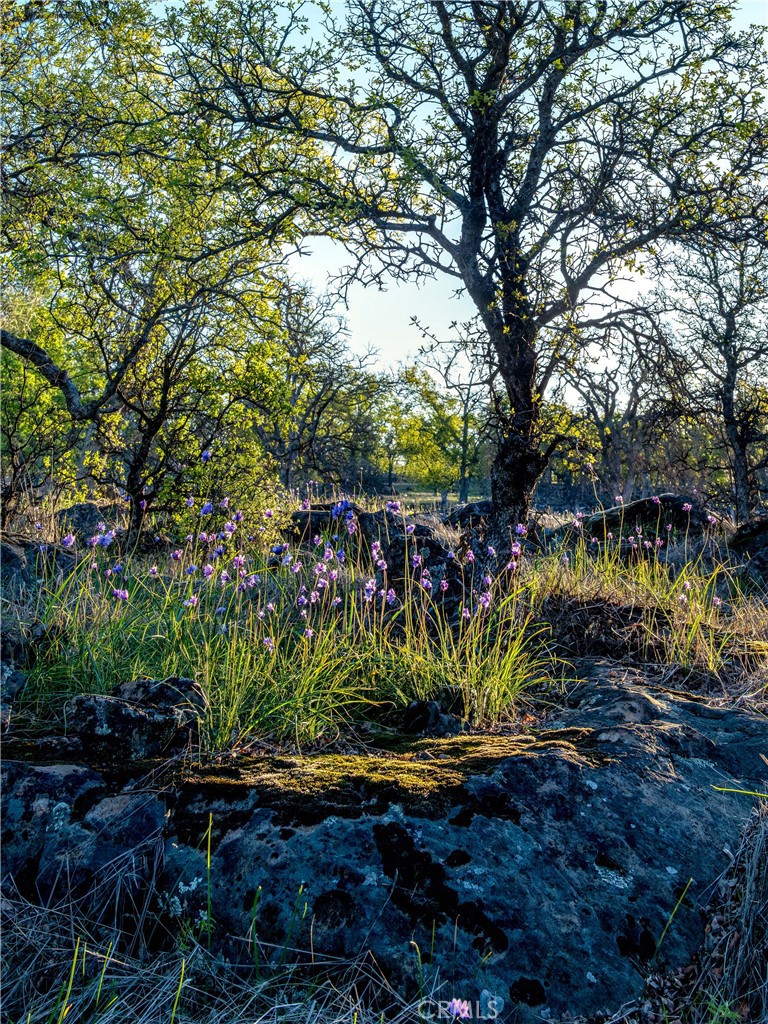 0 Grindstone Chico, CA 95973 - Photo 5 of 16