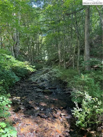 a view of a lush green forest