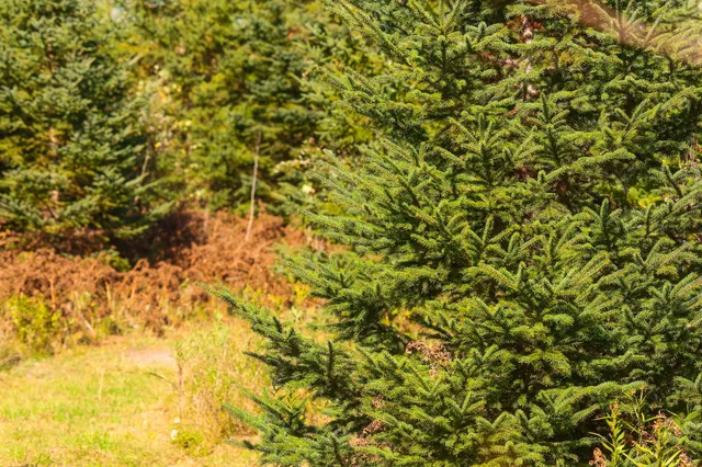 $135,000 | 9 St Becida Mn 56678, Solway, MN 56678