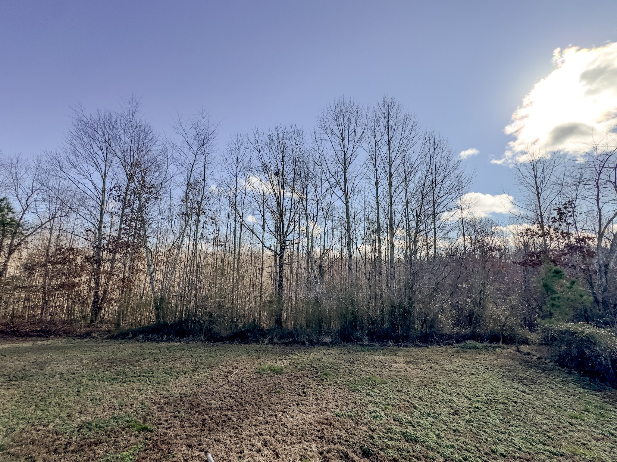 189 Pioneer Road Hohenwald, TN 38462 - Photo 3 of 20 a view of a yard with trees