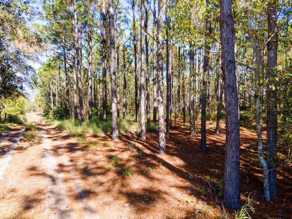 Lost Lake Road Clermont, FL 34711 - Photo 11 of 12