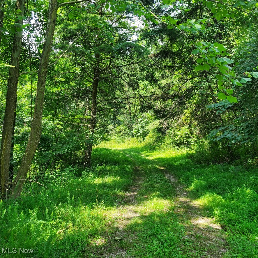 22 County Rt Street St. Marys, WV 26170 - Photo 14 of 27 View of woods