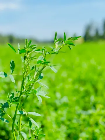 $299,000 | 11900 East Hays Road, Unit LOT A PARCEL 9030, Fairfield, WA 99012