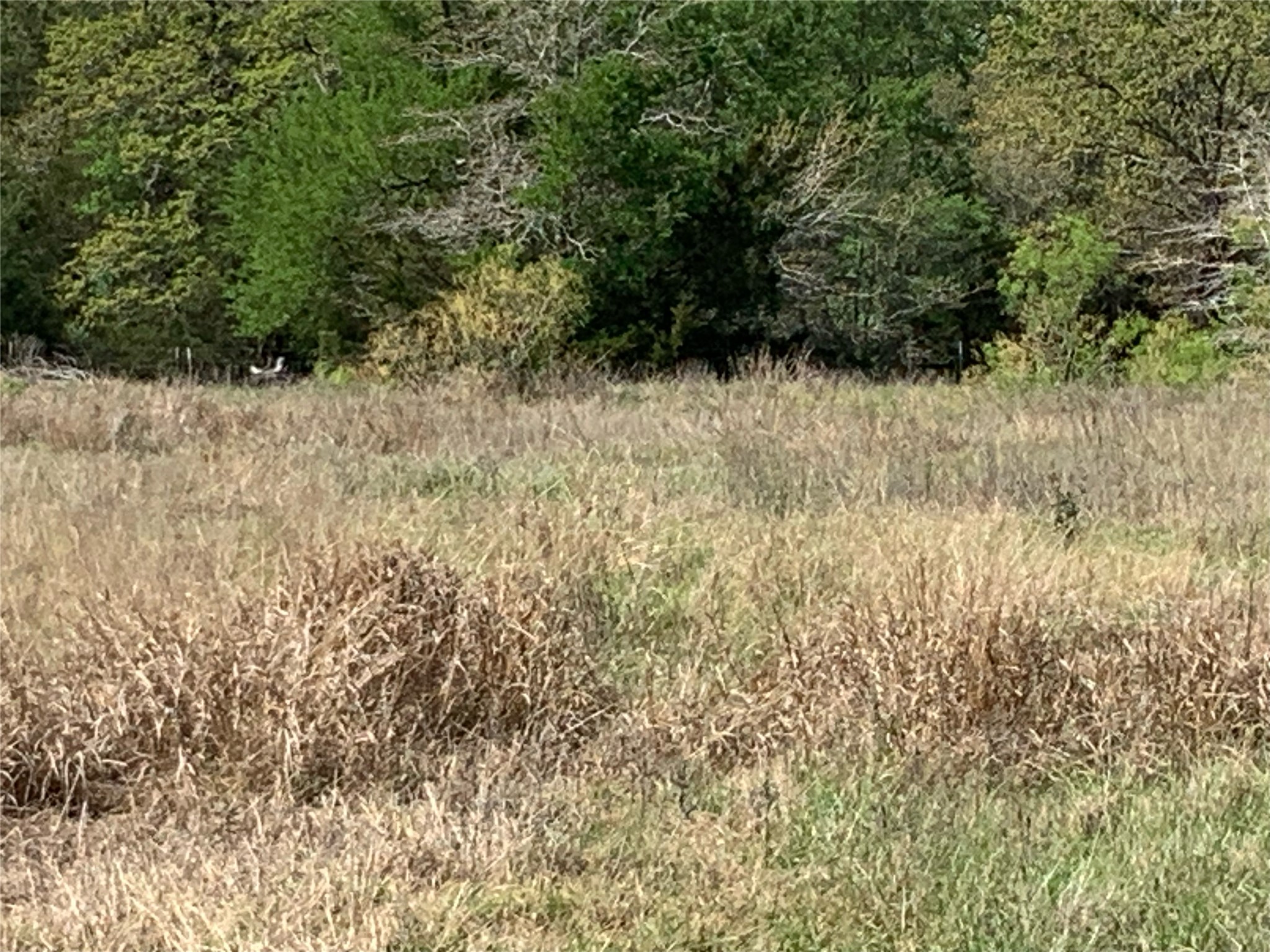 Tbd Goehring Road Ledbetter, TX 78946 - Photo 4 of 7