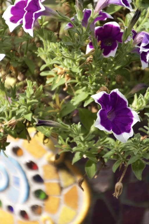 16 Evans Road Needham, MA 02492 - Photo 18 of 23 a view of a flower