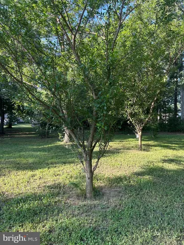 a view of a trees in a yard