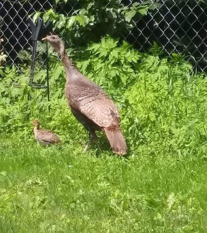 44-46 Catalina Road Lynn, MA 01905 - Photo 11 of 28 a view of a garden