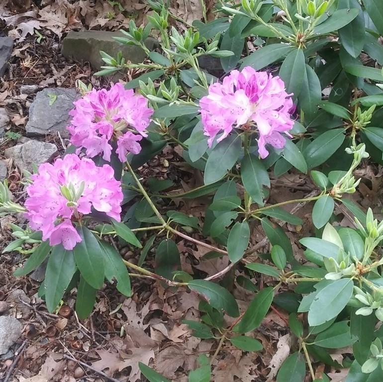 44-46 Catalina Road Lynn, MA 01905 - Photo 6 of 28 a view of a flower