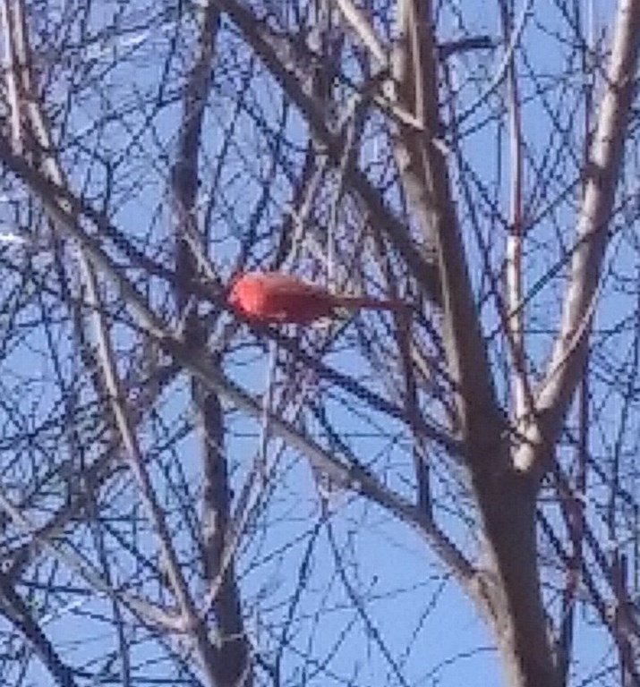 44-46 Catalina Road Lynn, MA 01905 - Photo 10 of 28 a backyard of a house with table and trees