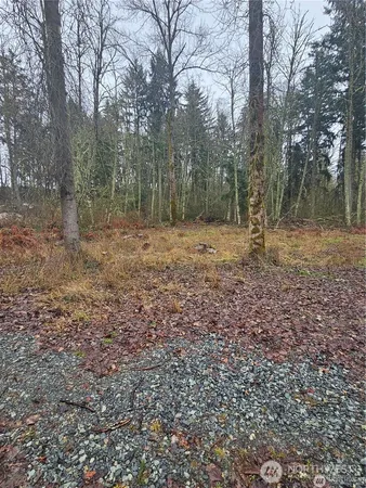 a view of a yard with trees in the background