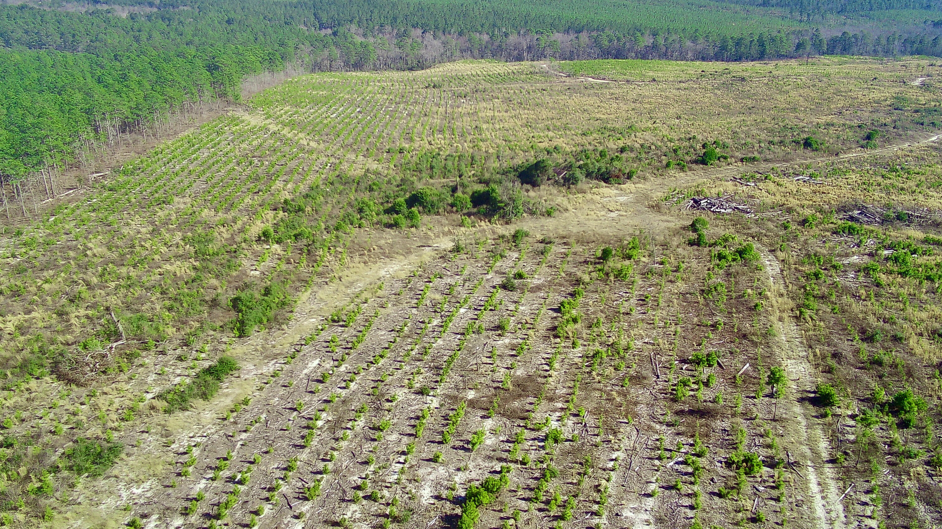 0 Three Notch Road Batesburg, SC 29006 - Photo 3 of 10