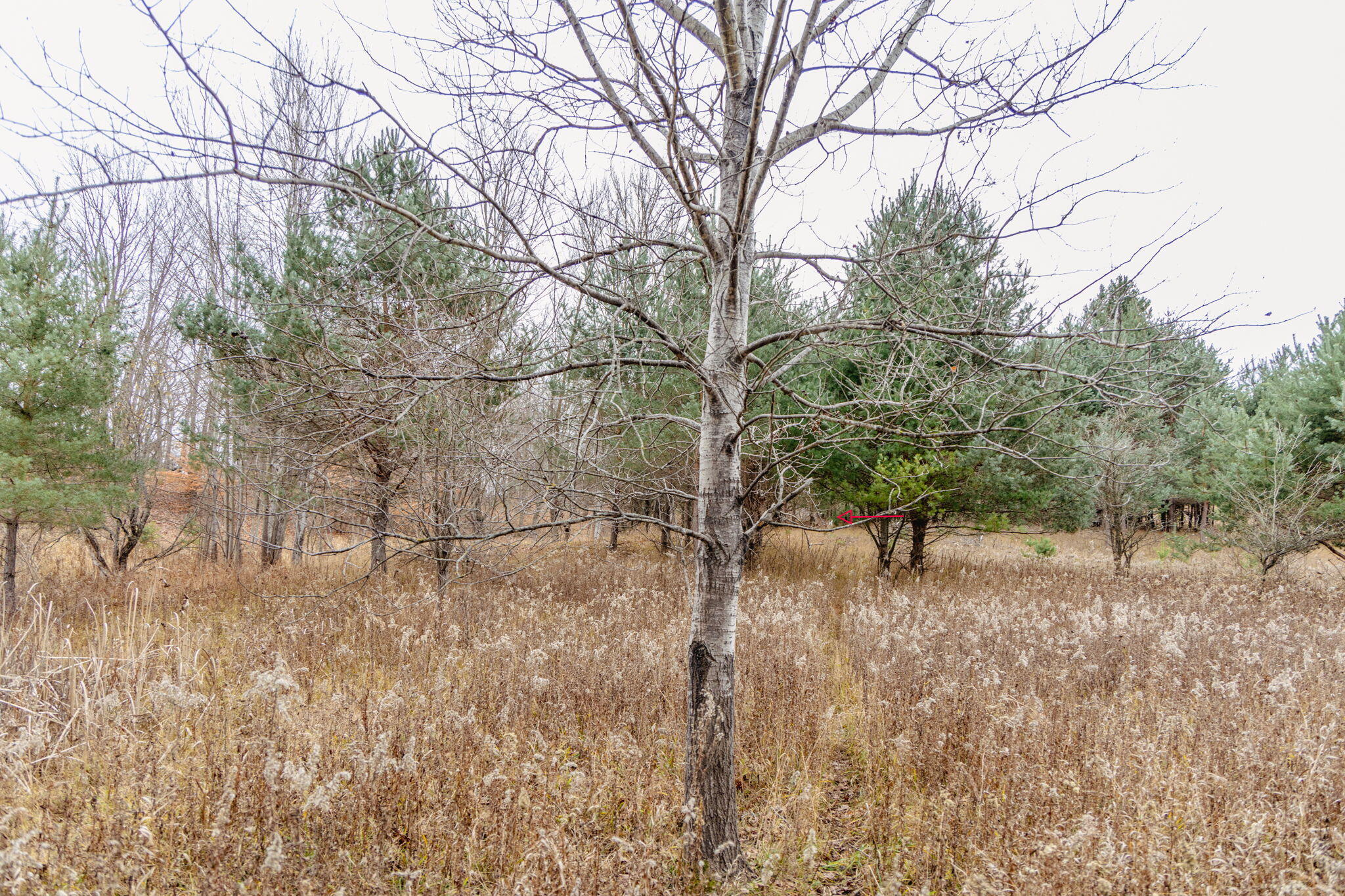 0 2 2 Mile Road Reed City, MI 49677 - Photo 16 of 23 16-web-or-mls-IMG_1682-Edit