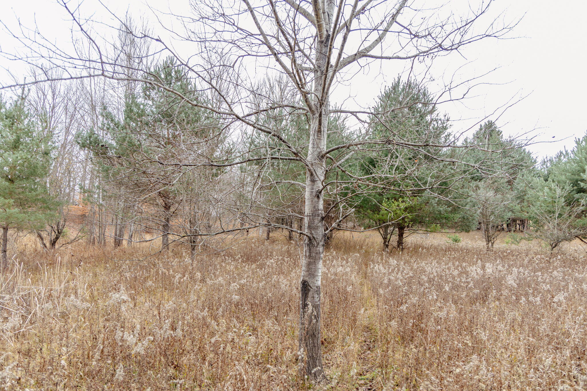 0 2 2 Mile Road Reed City, MI 49677 - Photo 17 of 23 17-web-or-mls-IMG_1682