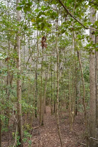 $199,900 | 0 Cantrell Drive, Chesnee, SC 29323