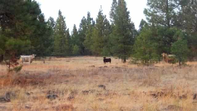 0 South Harmony & Mullinix Road Cheney, WA 99004 - Photo 7 of 18 Gallery Image 7