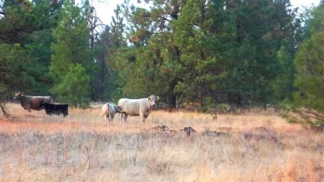 0 South Harmony & Mullinix Road Cheney, WA 99004 - Photo 8 of 18 Gallery Image 8