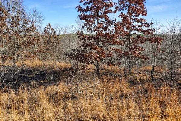 a view of a tree in a yard