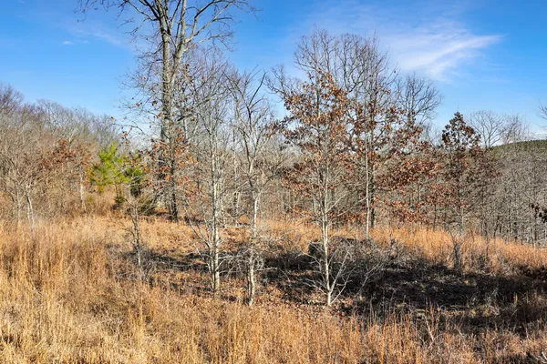 a view of river covered with tall trees