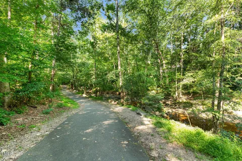 a view of a forest with a tree