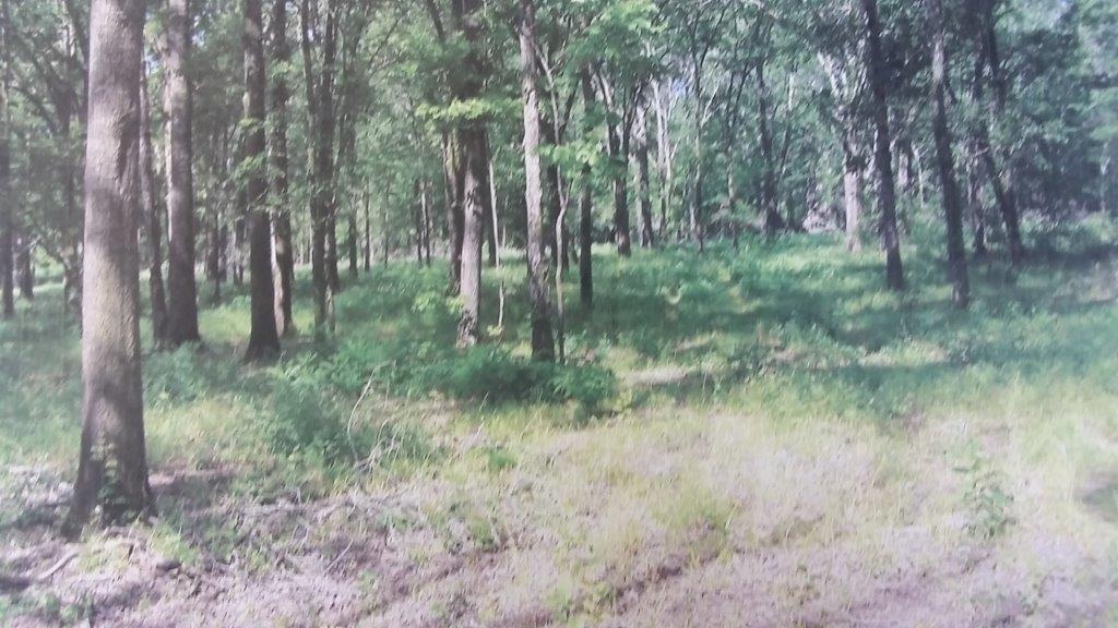 0 Mundy Loop Colfax, LA 71417 - Photo 6 of 7 Gallery Image 6