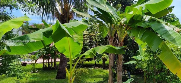 a view of banana tree
