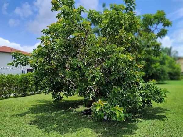 a view of a lush green space
