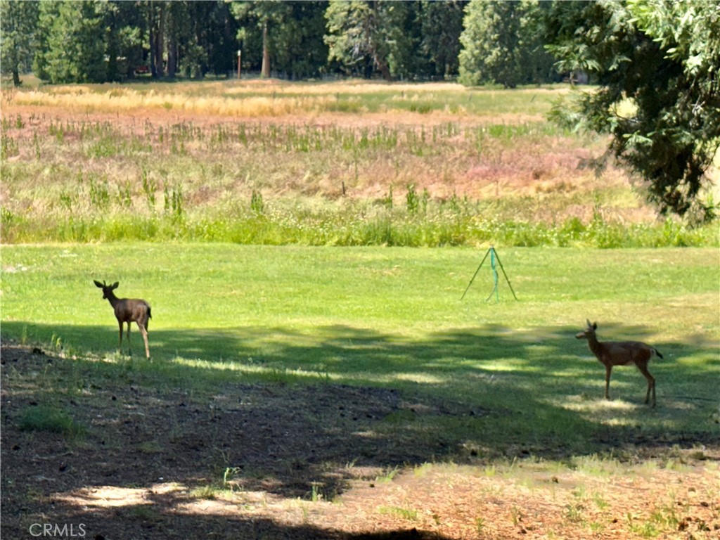 9312 Mountain Meadow Road Shingletown, CA 96088 - Photo 43 of 44 a view of a lake with a yard