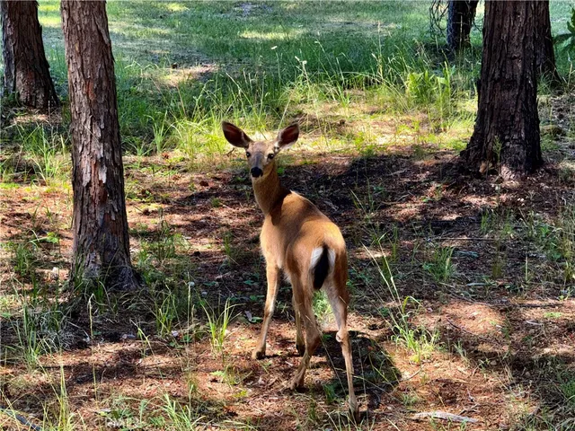 $333,000 | 9312 Mountain Meadow Road, Shingletown, CA 96088