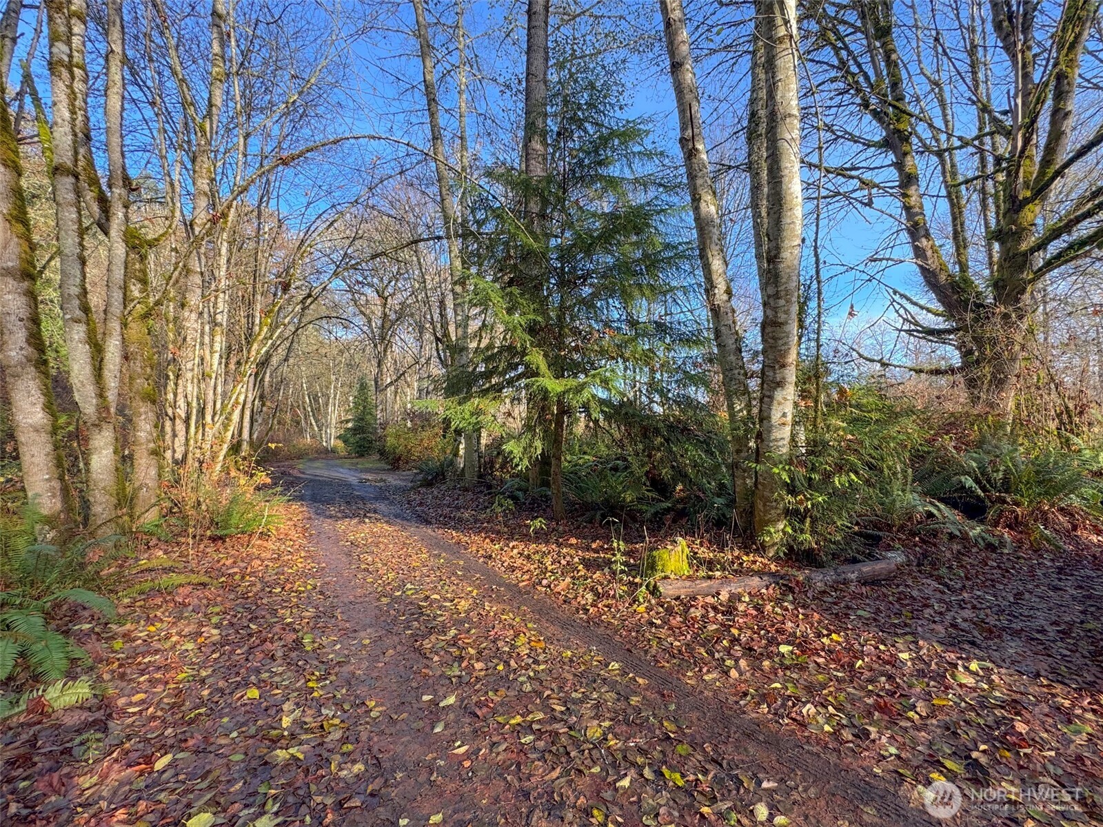 714 Hunt Road Port Angeles, WA 98363 - Photo 17 of 40 a view of a yard with plants and trees
