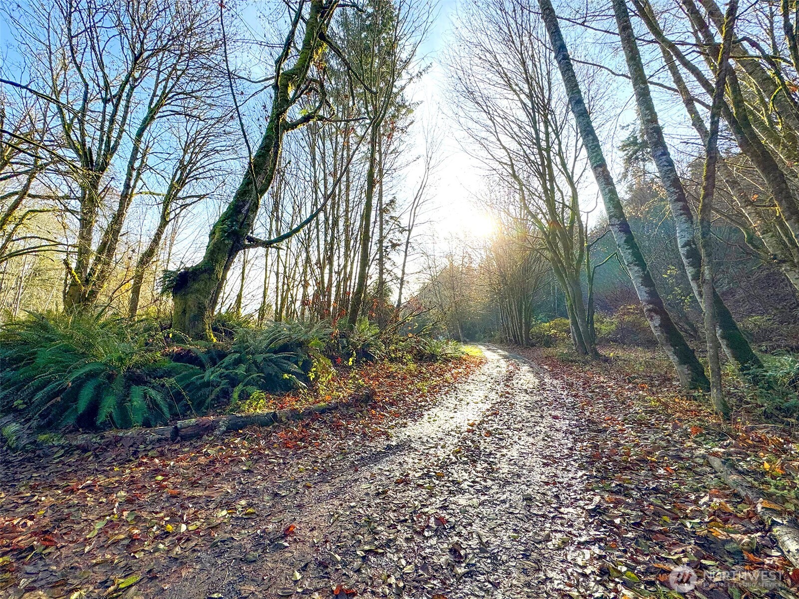 714 Hunt Road Port Angeles, WA 98363 - Photo 18 of 40 a backyard of a house with lots of green space