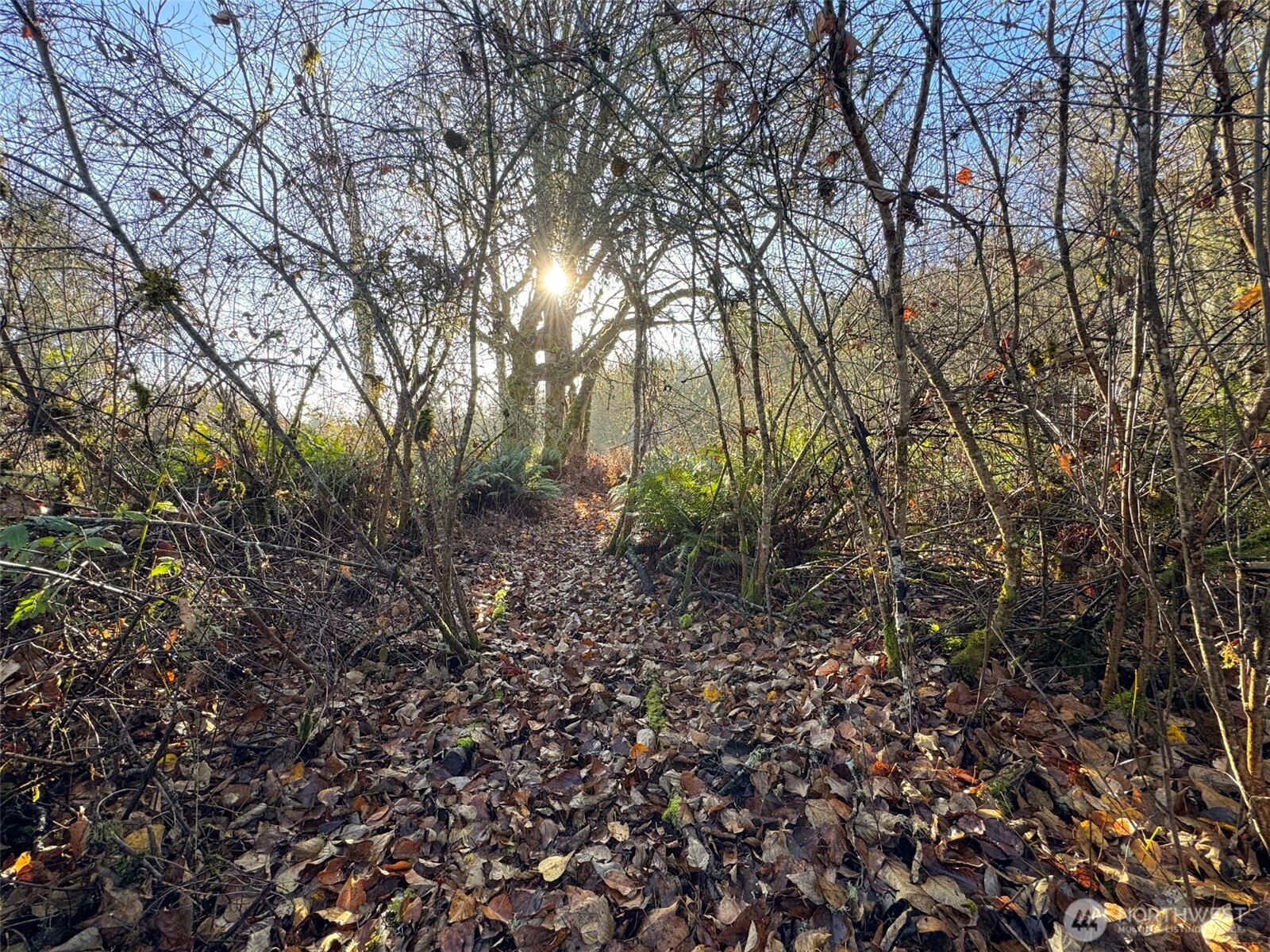 714 Hunt Road Port Angeles, WA 98363 - Photo 30 of 40 a view of a forest