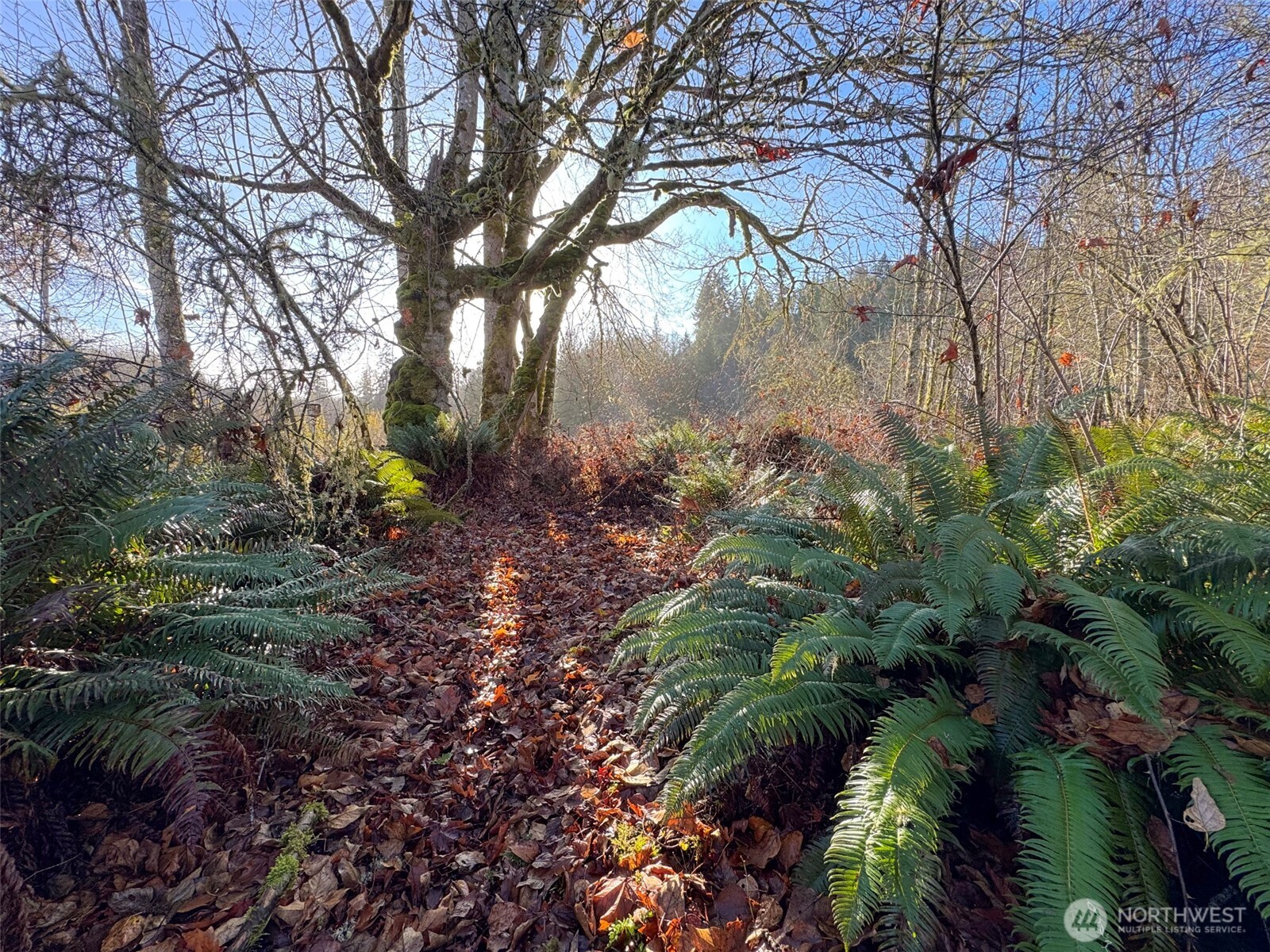 714 Hunt Road Port Angeles, WA 98363 - Photo 31 of 40 a backyard of a house with lots of green space
