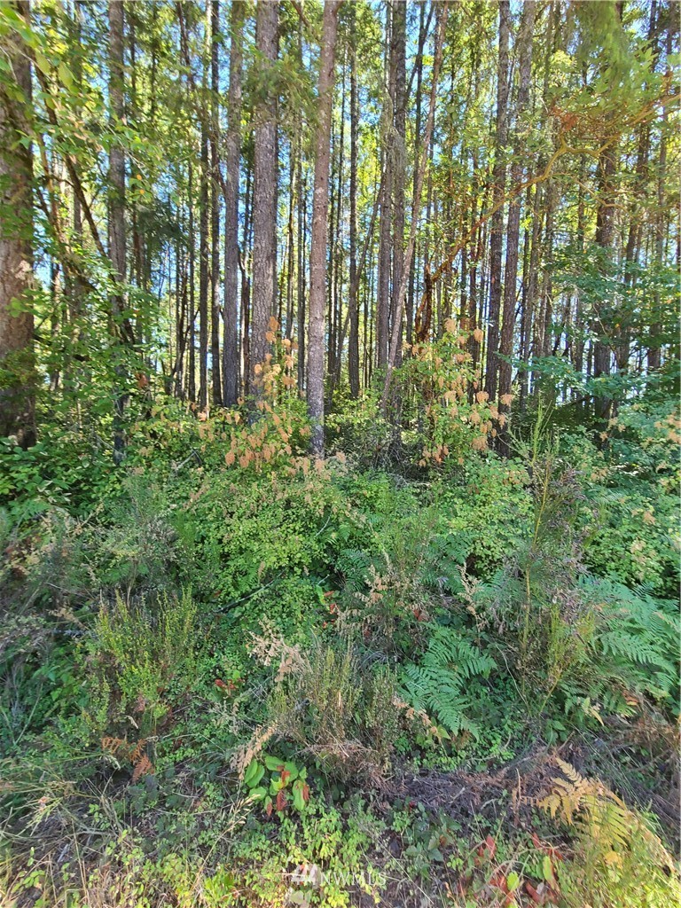 0 Northeast Larson Lake Road Belfair, WA 98528 - Photo 4 of 9 Gallery Image 4