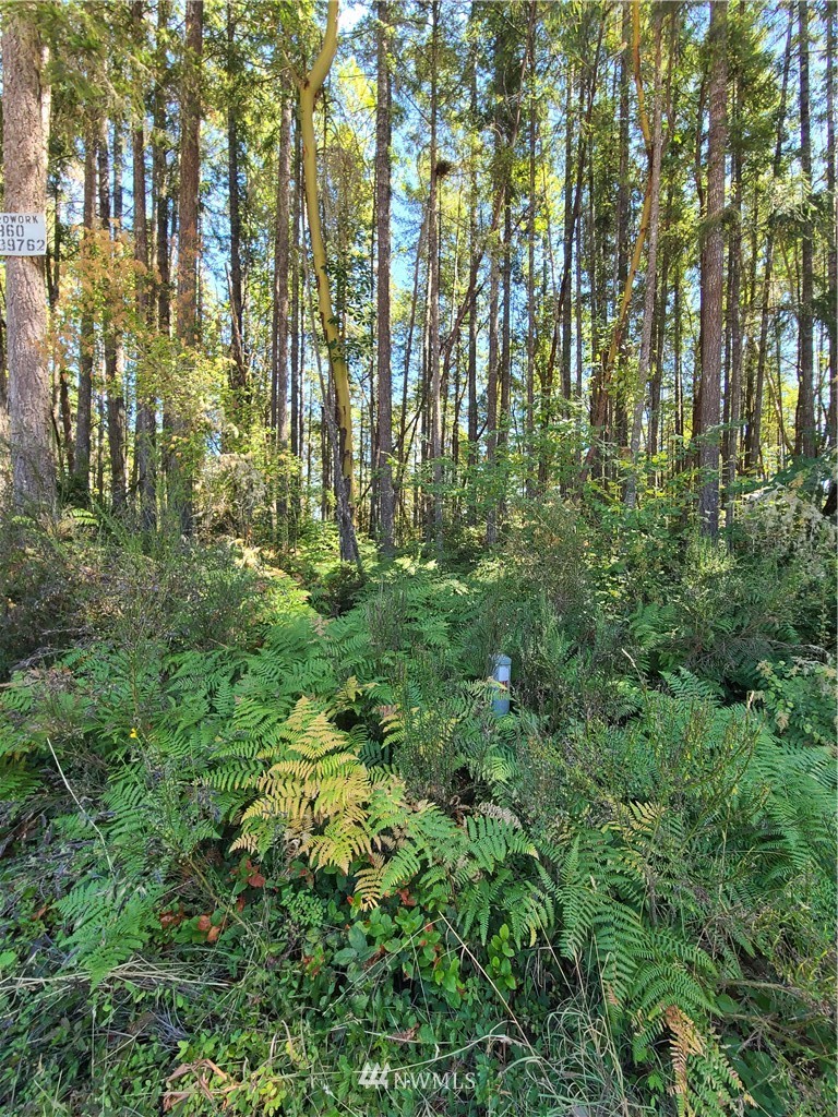 0 Northeast Larson Lake Road Belfair, WA 98528 - Photo 5 of 9 Gallery Image 5