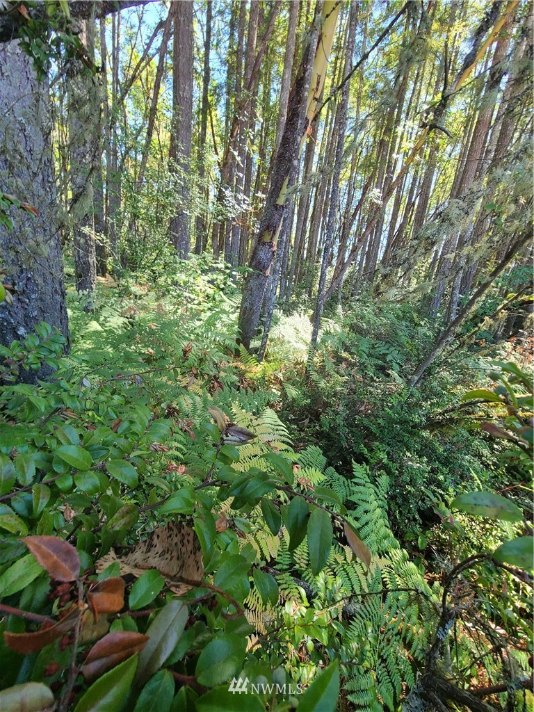 0 Northeast Larson Lake Road Belfair, WA 98528 - Photo 7 of 9 Gallery Image 7