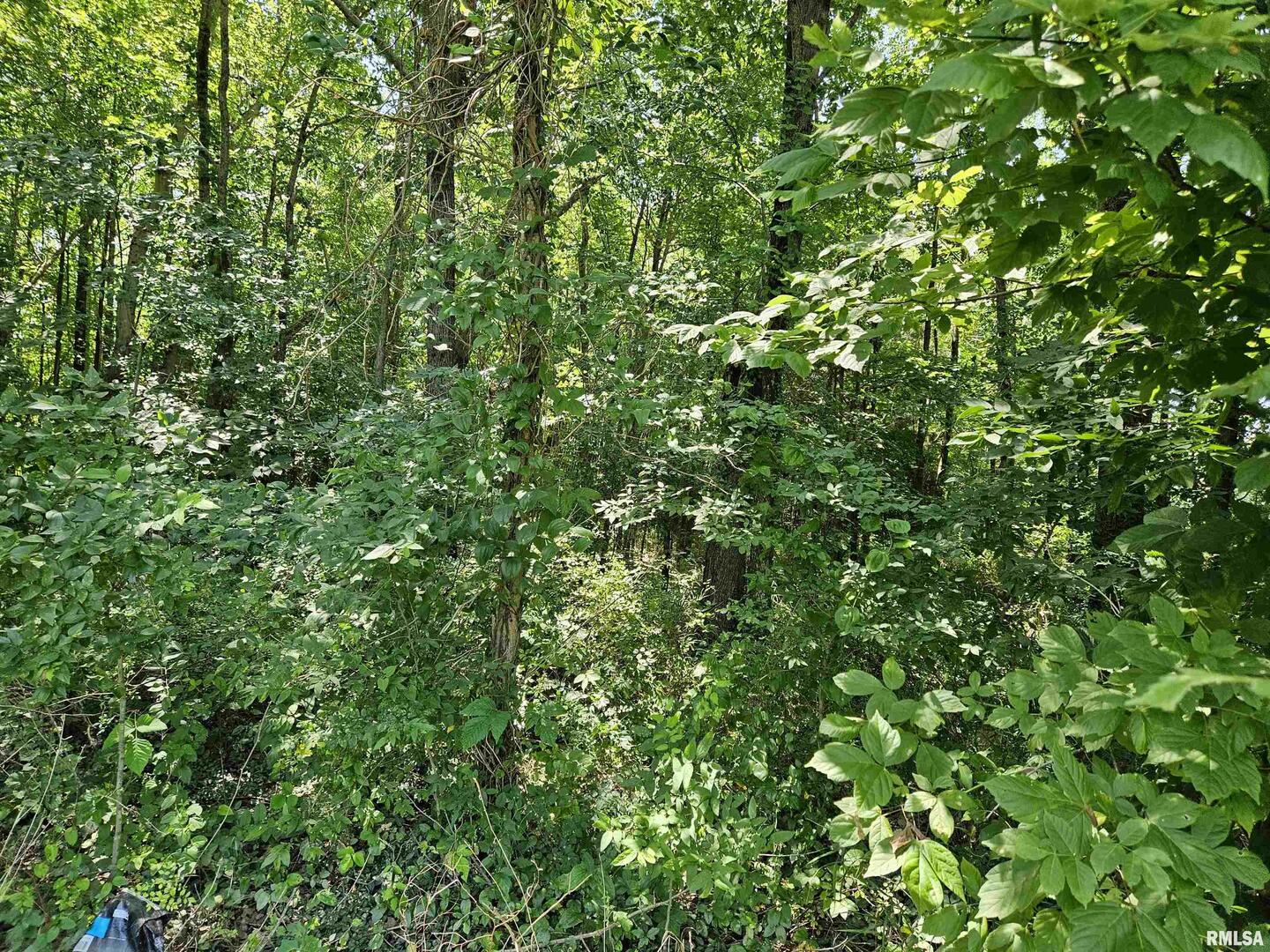 0 South 51st Road South Pulaski, IL 62976 - Photo 4 of 9 a view of a lush green field