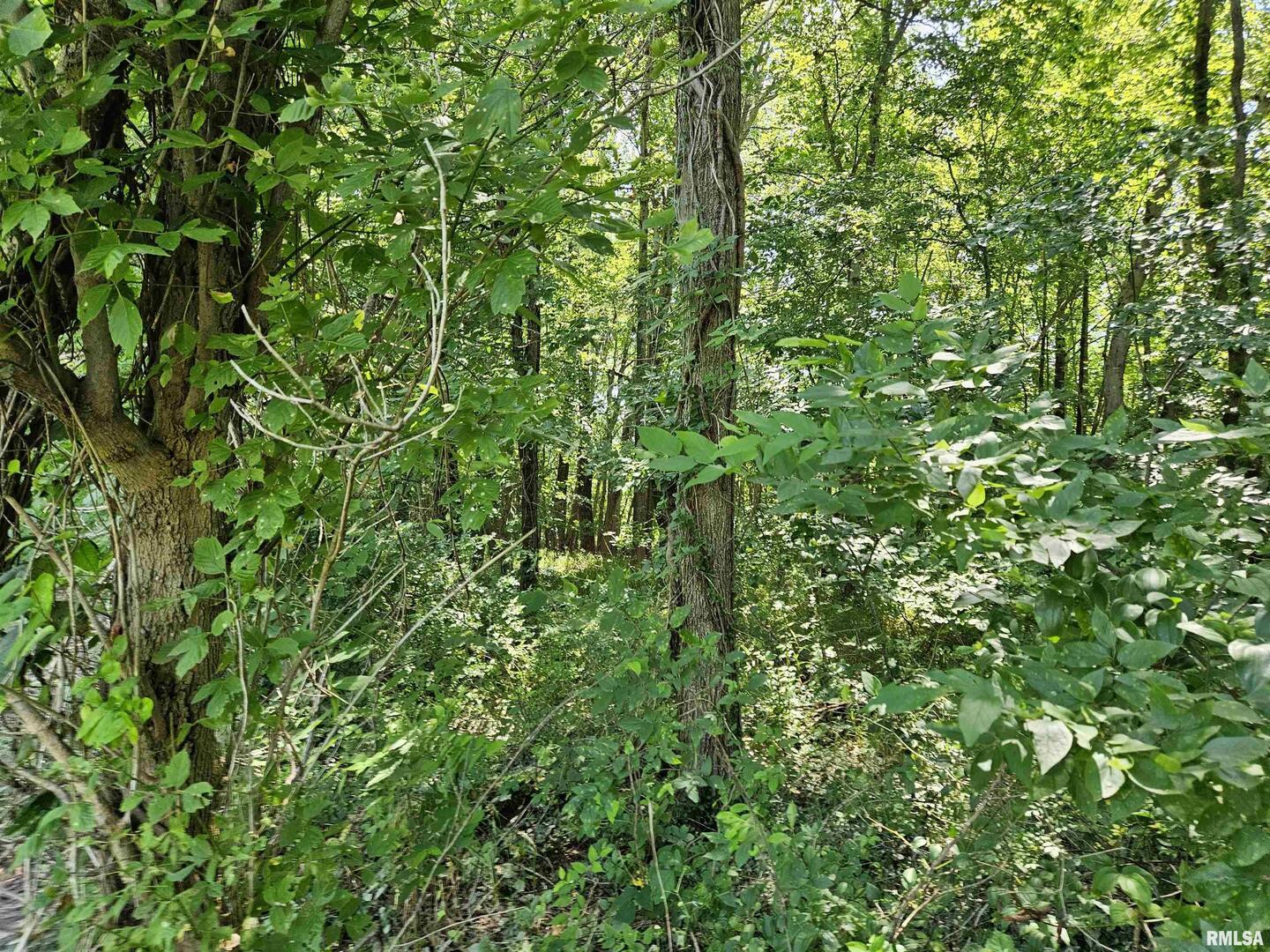 0 South 51st Road South Pulaski, IL 62976 - Photo 6 of 9 a view of a lush green forest