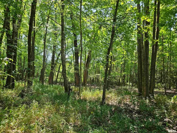 a view of forest
