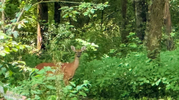 $340,000 | 3329 Stinking Creek Road, Pioneer, TN 37847