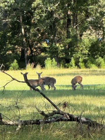 $15,000 | 0 Peach Point Drive, Trinity, TX 75862