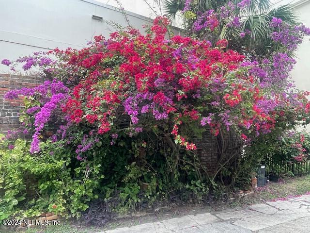 271 St George Street St. Augustine, FL 32084 - Photo 15 of 21 a flower plants