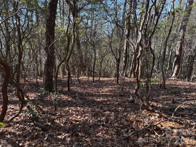 a view of a tree in a yard
